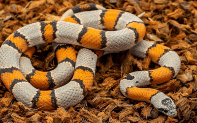 Choosing the Right Substrate: Why Husk Chips Stand Out for Reptiles