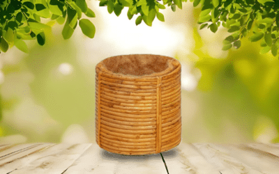 Top 5 Reasons Snake Owners Are Switching to Coconut Fiber