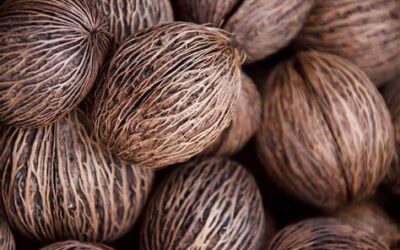 Top Benefits of Using Coco Discs in Horticulture and Gardening