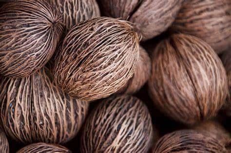 Top Benefits of Using Coco Discs in Horticulture and Gardening