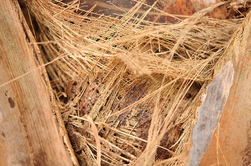 Top Benefits of Using Coco Husk Chips in Gardening
