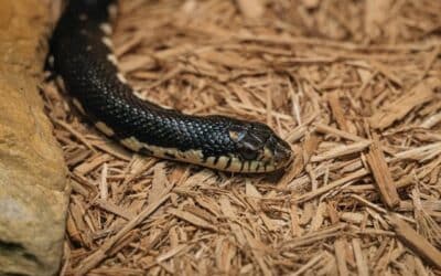 Are Husk Chips Safe for Reptile Bedding? What You Need to Know