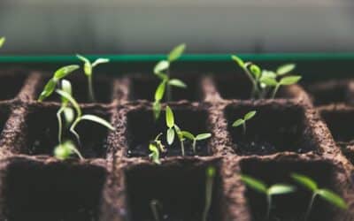 How to Mix Cocopeat Blocks with Soil for Better Growth
