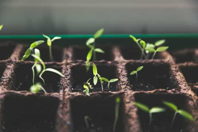 How to Mix Cocopeat Blocks with Soil for Better Growth