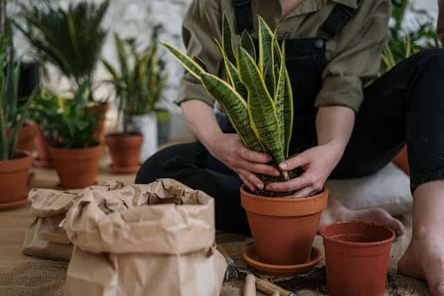 Why Coco Husk Chips Are a Good Choice for Plant Soil